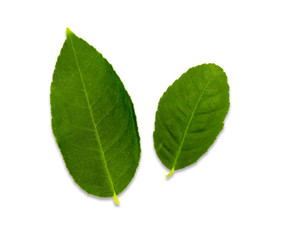 Obraz premium Lemon leaf isolated on white background