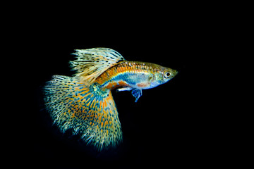 Beautiful and colorful guppy isolated in black background.