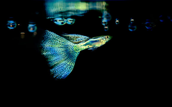 Beautiful and colorful guppy isolated in black background.
