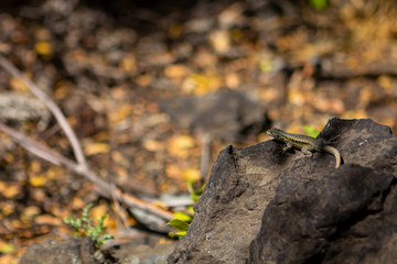 Lagartos em pedras vulcanicas na cordilheira dos Andes no Chile