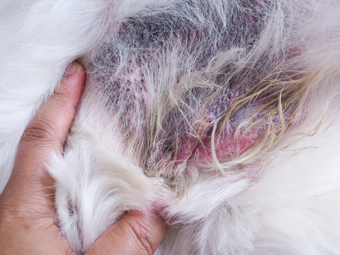 Dermatitis is a rash disease found in dogs.