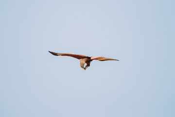 Goa, India. Brahminy Kite Eating Crab In Flight In Blue Sky