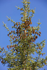 Lots of brown cones on top of a Christmas tree against a blue sky. Picea abies.