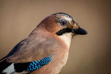 Eurasian Jay