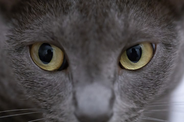 Naklejka na ściany i meble Russian Blue Cat's Eyes and Face