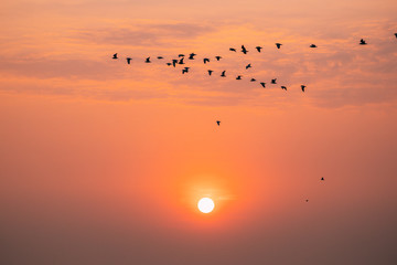 Fototapeta premium Flocks Of Wild Birds Flying In Sunset Sunrise Orange Sky. Sundown At Sunset. Natural Sunrise Sky In Warm Colors
