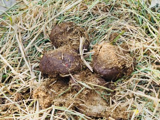 Elephant feces poo poop high fiber on grass