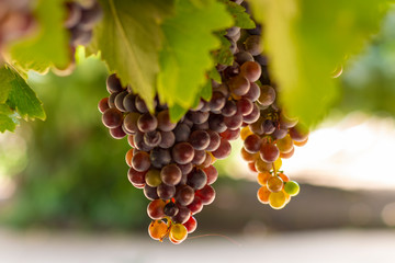 Parreira com cachos de uvas vermelhas em fazendas no Chile