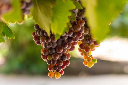 Parreira com cachos de uvas vermelhas em fazendas no Chile