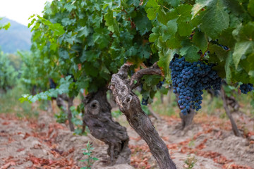 Parreira com cachos de uvas vermelhas em fazendas no Chile
