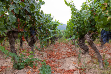 Parreira com cachos de uvas vermelhas em fazendas no Chile