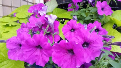 Garden fresh petunia, Purple petunia, Photo by Vijaykumar