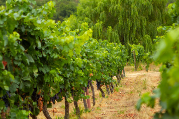 Fototapeta na wymiar Fazendas de produção de vinhos em vales no Chile