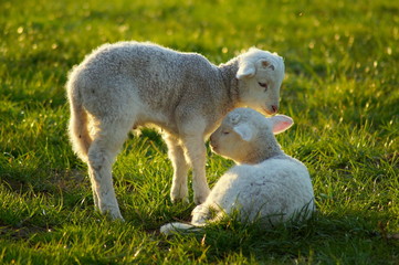 Lämmer zu Ostern - gerade geboren und noch wackelig