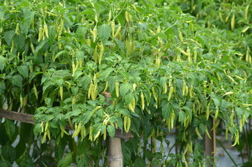 Green chili pepper plant on field agriculture. Garden, fresh.