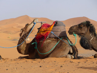 Fototapeta premium Dromedary caravan for tourists in the desert dunes of Erg Chebbi, Merzouga, Sahara, Morocco.