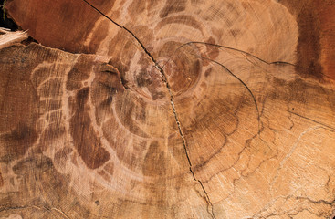 annual rings and cracks on the end face of sawn tree close-up