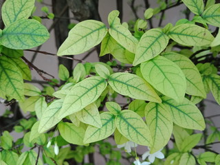 This is green leaves background. 