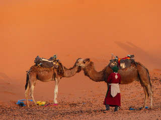 Dromedary caravan for tourists in the desert dunes of Erg Chebbi, Merzouga, Sahara, Morocco.