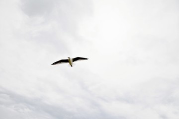 Möwe unter der Wolkendecke