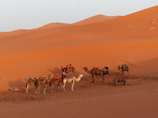 Dromedary caravan for tourists in the desert dunes of Erg Chebbi, Merzouga, Sahara, Morocco.