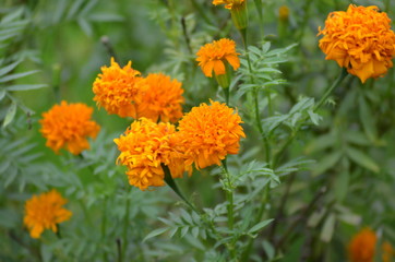 orange flowers in the garden