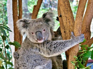 Lachender Koala
