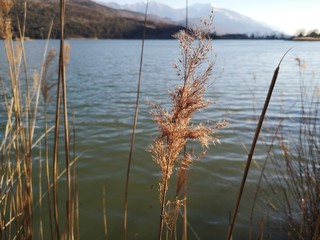 reeds on lake