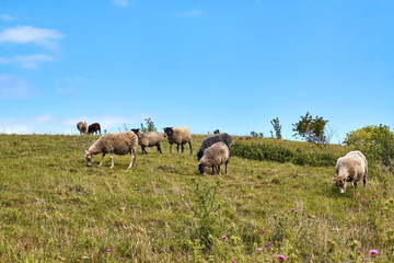 Naklejka na ściany i meble Flock of sheep grazing in the vicinity of Hammershus castle, Bornholm island, Denmark.