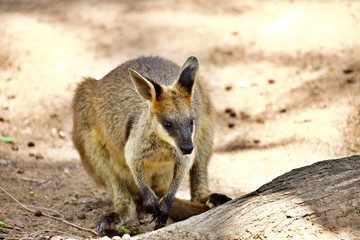 Wallaby