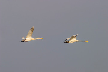 Pair of Flying Whooper swans in the sky