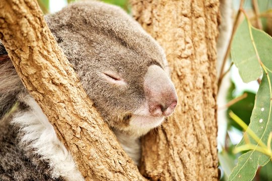 Koala in der Astgabel