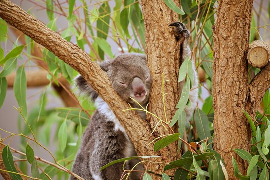 Koala im Eucalyptusbaum