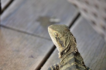 Nahaufnahme Leguan