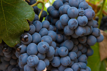 cachos de uvas vermelhas em parreira do Chile