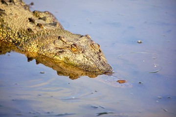 Salzwasserkrokodil im Kakadu Nationalpark
