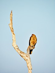 Raubvogel auf Baumstamm