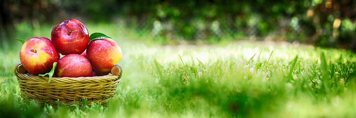 Summer background with ripe plum
