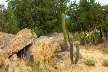 Cactus na Cordilheira dos Andes no Chile