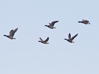 Wildgänse im Flug