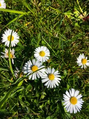 Fototapeta premium daisies in grass