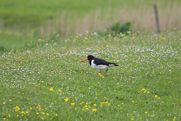 Austernfischer auf einer Wiese
