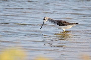 Grünschenkel im Herbst an der Ostsee	