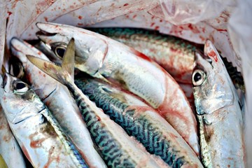 Makrelen im Eimer