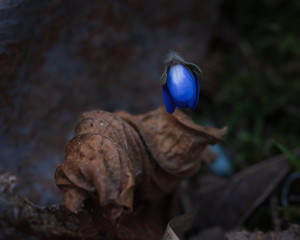 Obraz premium Closeup of anemone hepatica bud leant over dry last year autumn leaf in dark forest