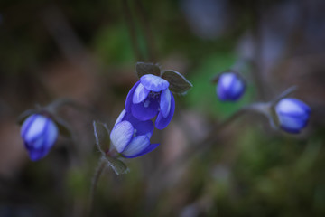 Closeup of anemone hepatica buds lent to each other in the forest on spring evening