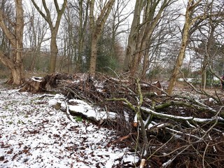 Pile of cut down tree branches covered with snow.