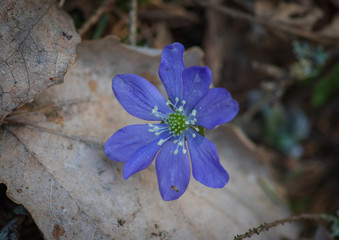 Closeup of anemone hepatica flower on dry old leaf in the forest on spring evening