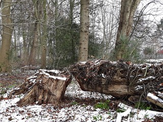 Pile of cut down tree branches covered with snow.