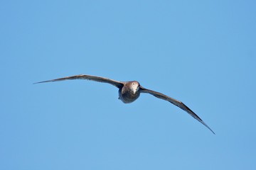 Albatros
